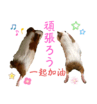 Chocolin friends喬可栗一家親ʢ•·̫•ʡ（個別スタンプ：35）