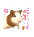 Chocolin friends喬可栗一家親ʢ•·̫•ʡ（個別スタンプ：36）