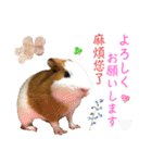 Chocolin friends喬可栗一家親ʢ•·̫•ʡ（個別スタンプ：37）