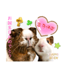 Chocolin friends喬可栗一家親ʢ•·̫•ʡ（個別スタンプ：38）