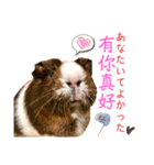Chocolin friends喬可栗一家親ʢ•·̫•ʡ（個別スタンプ：39）