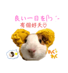Chocolin friends喬可栗一家親ʢ•·̫•ʡ（個別スタンプ：40）