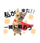 ねこの銀次くん3(ヒーローver.)（個別スタンプ：1）