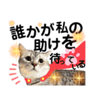 ねこの銀次くん3(ヒーローver.)（個別スタンプ：2）