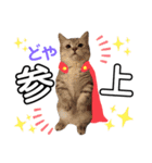 ねこの銀次くん3(ヒーローver.)（個別スタンプ：5）