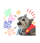 ねこの銀次くん3(ヒーローver.)（個別スタンプ：6）