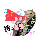ねこの銀次くん3(ヒーローver.)（個別スタンプ：7）