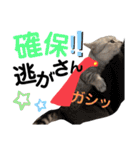 ねこの銀次くん3(ヒーローver.)（個別スタンプ：10）