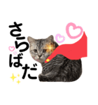 ねこの銀次くん3(ヒーローver.)（個別スタンプ：12）
