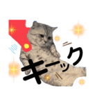 ねこの銀次くん3(ヒーローver.)（個別スタンプ：13）