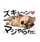 ねこの銀次くん3(ヒーローver.)（個別スタンプ：15）