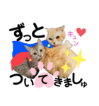 ねこの銀次くん3(ヒーローver.)（個別スタンプ：16）