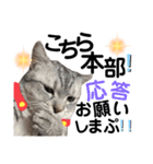 ねこの銀次くん3(ヒーローver.)（個別スタンプ：18）