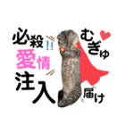 ねこの銀次くん3(ヒーローver.)（個別スタンプ：21）