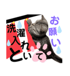 ねこの銀次くん3(ヒーローver.)（個別スタンプ：40）