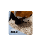 レッサーくんの1日（個別スタンプ：1）