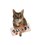 キリとお友だち（個別スタンプ：14）