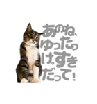 キリとお友だち（個別スタンプ：19）