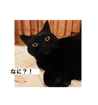 黒猫 ルナ院長 5にゃんめ（個別スタンプ：1）