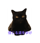 黒猫 ルナ院長 5にゃんめ（個別スタンプ：4）