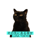 黒猫 ルナ院長 5にゃんめ（個別スタンプ：7）