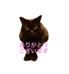 黒猫 ルナ院長 5にゃんめ（個別スタンプ：8）