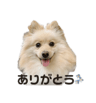 ポメラニアンのここくんの日常（個別スタンプ：2）