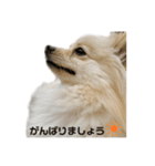 ポメラニアンのここくんの日常（個別スタンプ：4）