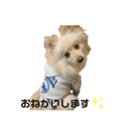ポメラニアンのここくんの日常（個別スタンプ：5）