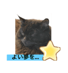 黒猫 ルナ院長7にゃんめ（個別スタンプ：3）