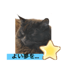 黒猫 ルナ院長7 にゃんめ（個別スタンプ：7）