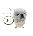 ブランちゃんのLINEスタンプ！！2（個別スタンプ：1）