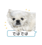 ブランちゃんのLINEスタンプ！！2（個別スタンプ：5）