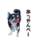 ★OREO★（個別スタンプ：16）