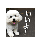 ビジョンフリーゼ Bichon Frise（個別スタンプ：3）