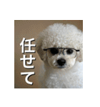 ビジョンフリーゼ Bichon Frise（個別スタンプ：7）