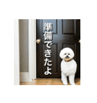 ビジョンフリーゼ Bichon Frise（個別スタンプ：8）