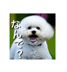 ビジョンフリーゼ Bichon Frise（個別スタンプ：9）