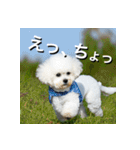 ビジョンフリーゼ Bichon Frise（個別スタンプ：10）