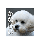 ビジョンフリーゼ Bichon Frise（個別スタンプ：11）