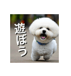 ビジョンフリーゼ Bichon Frise（個別スタンプ：13）