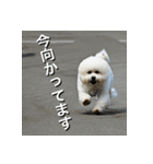 ビジョンフリーゼ Bichon Frise（個別スタンプ：14）