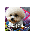 ビジョンフリーゼ Bichon Frise（個別スタンプ：17）