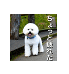 ビジョンフリーゼ Bichon Frise（個別スタンプ：18）