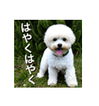 ビジョンフリーゼ Bichon Frise（個別スタンプ：19）