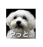 ビジョンフリーゼ Bichon Frise（個別スタンプ：21）