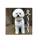 ビジョンフリーゼ Bichon Frise（個別スタンプ：23）