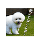 ビジョンフリーゼ Bichon Frise（個別スタンプ：24）