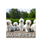 ビジョンフリーゼ Bichon Frise（個別スタンプ：26）