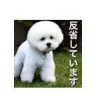 ビジョンフリーゼ Bichon Frise（個別スタンプ：28）